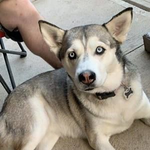 Meet your Posher, Thomas